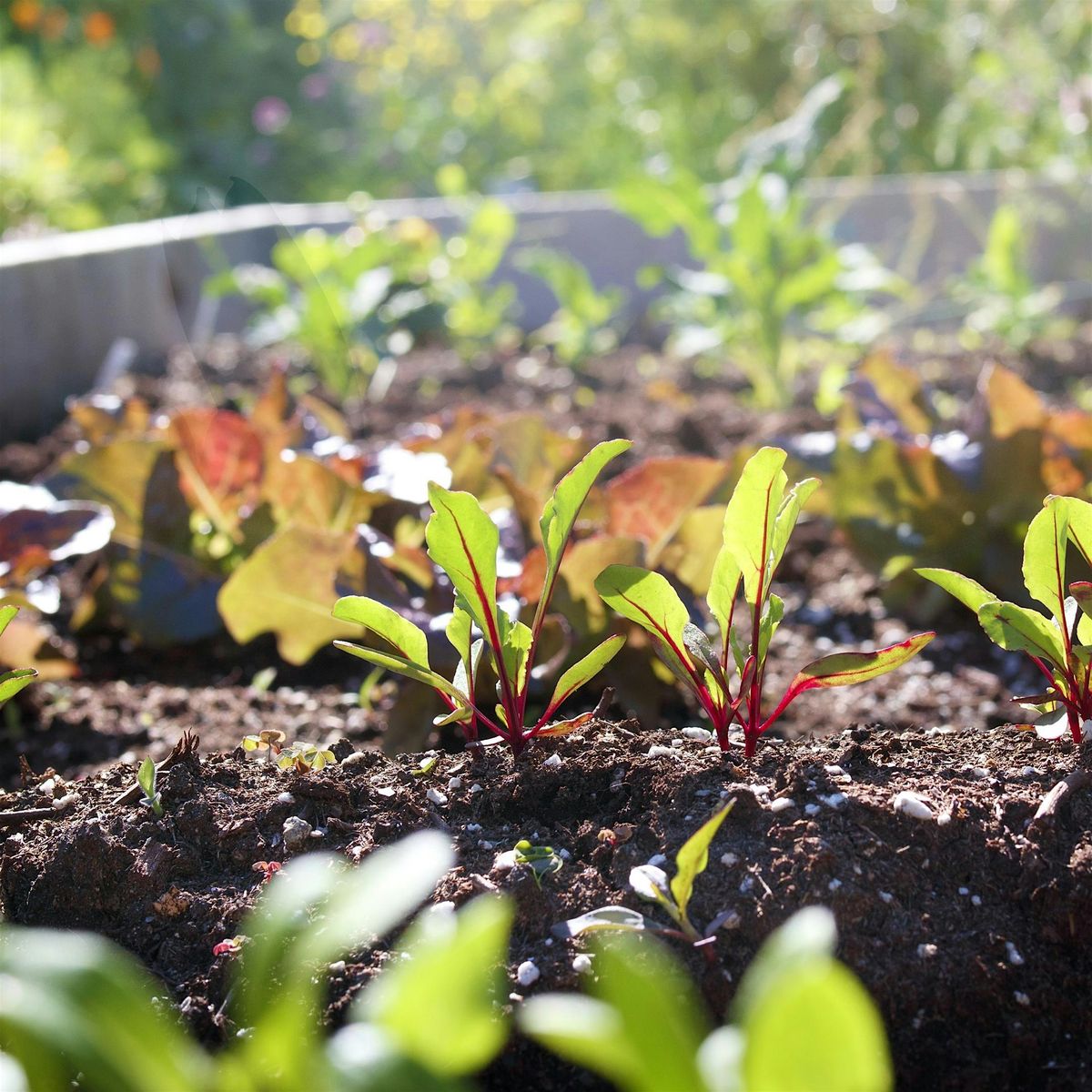 Spring Vegetable Gardening Prep - Palo Alto