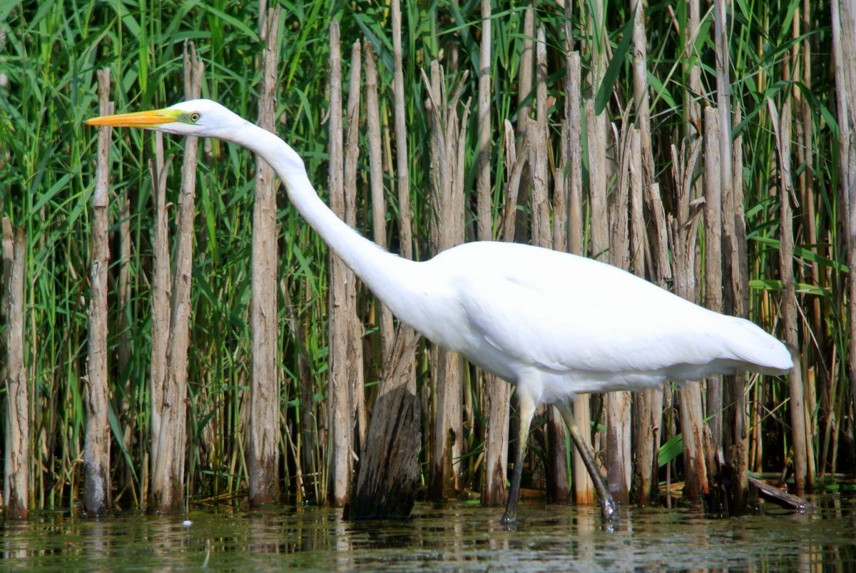 D\u00e9couverte des oiseaux sur l'\u00e9tang du Breuil et alentours \u00e0 Flavigny-sur-Moselle