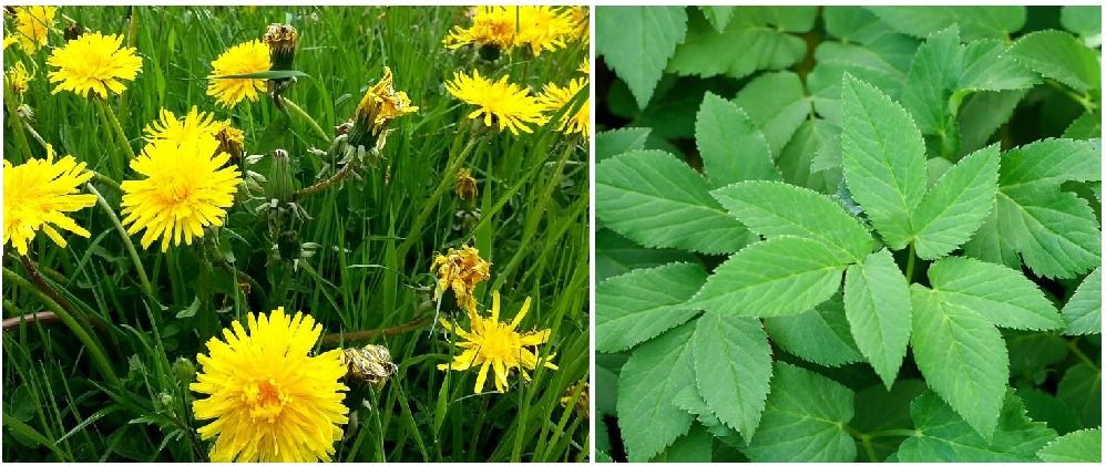 Koken met Wildpluk - Sessie 2: ZEVENBLAD & PAARDENBLOEM