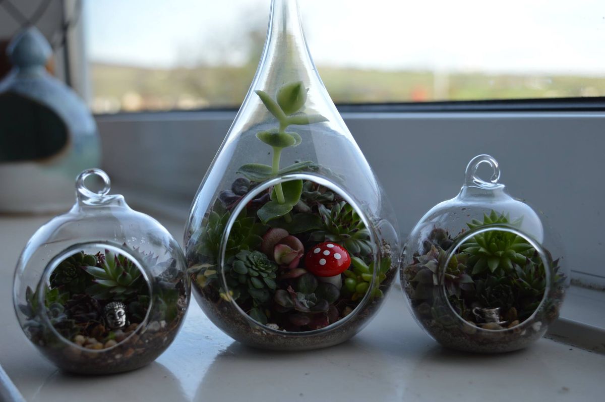 16 November - Succulent Terrarium Workshop