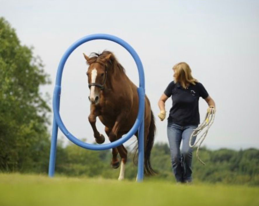 Horse Agility Play date 2 