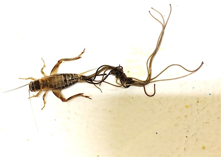 The Splendid and the Vile: Parasites and Their Hosts