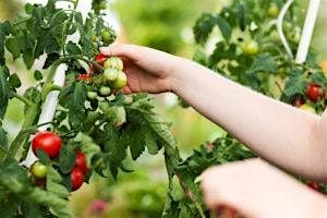 How To Grow the Perfect Tomato in the Arizona Low Desert