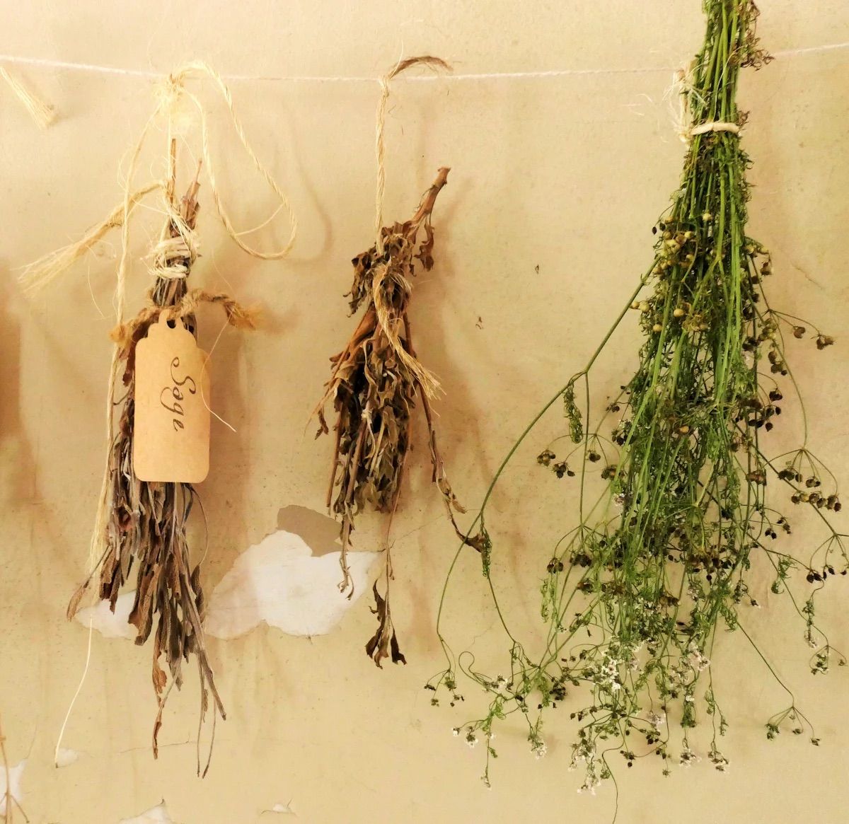 Growing Culinary Herbs in Santa Clara County - Willow Glen