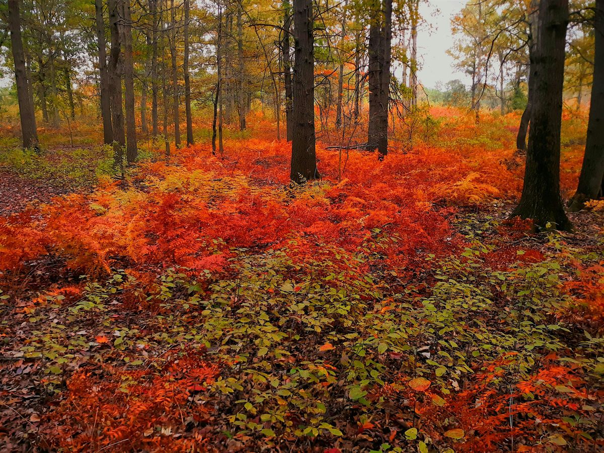 Fall Birding at Kitty Todd Nature Preserve