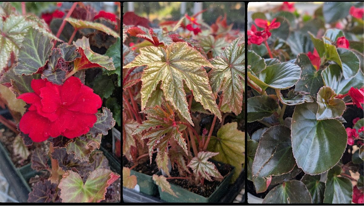 Transforming Your Summer Begonias into Thriving Winter Houseplants Talk