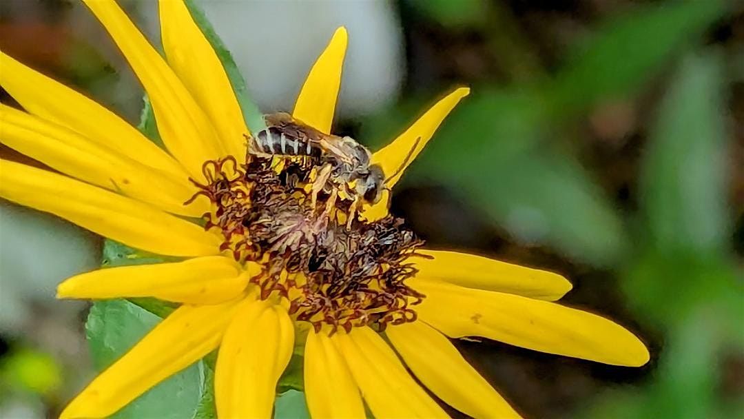 Creating a Home for Native Pollinators