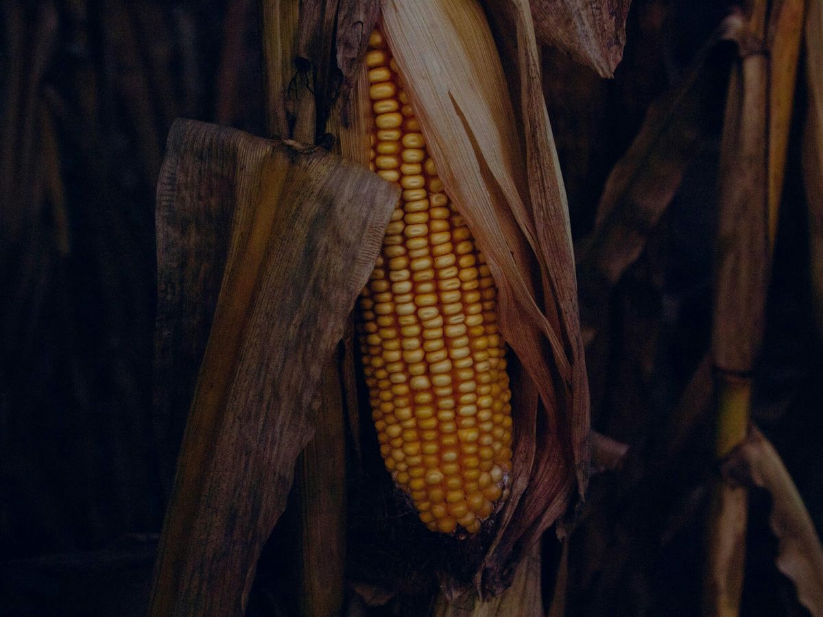On Indigenous Seedkeeping and Food Sovereignty (In-Person)