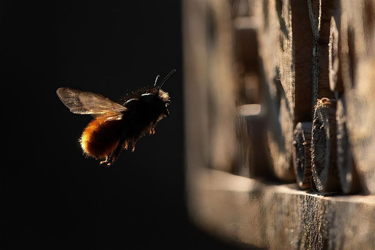 BEE Amazed at Gentle, Efficient Backyard Pollinators: Mason Bees