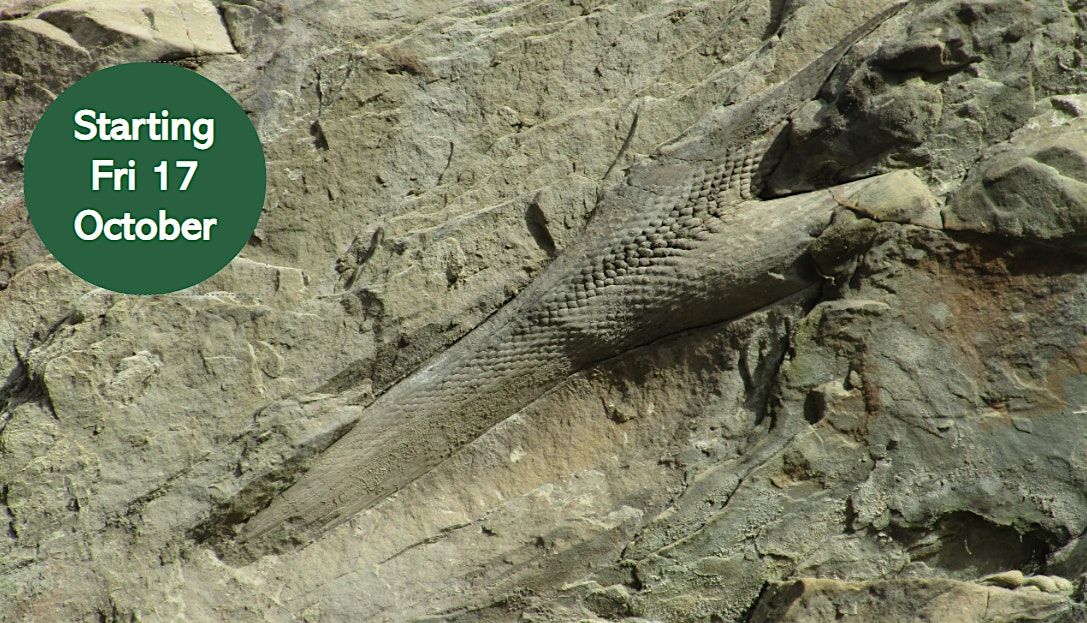 Fossils of Northumberland