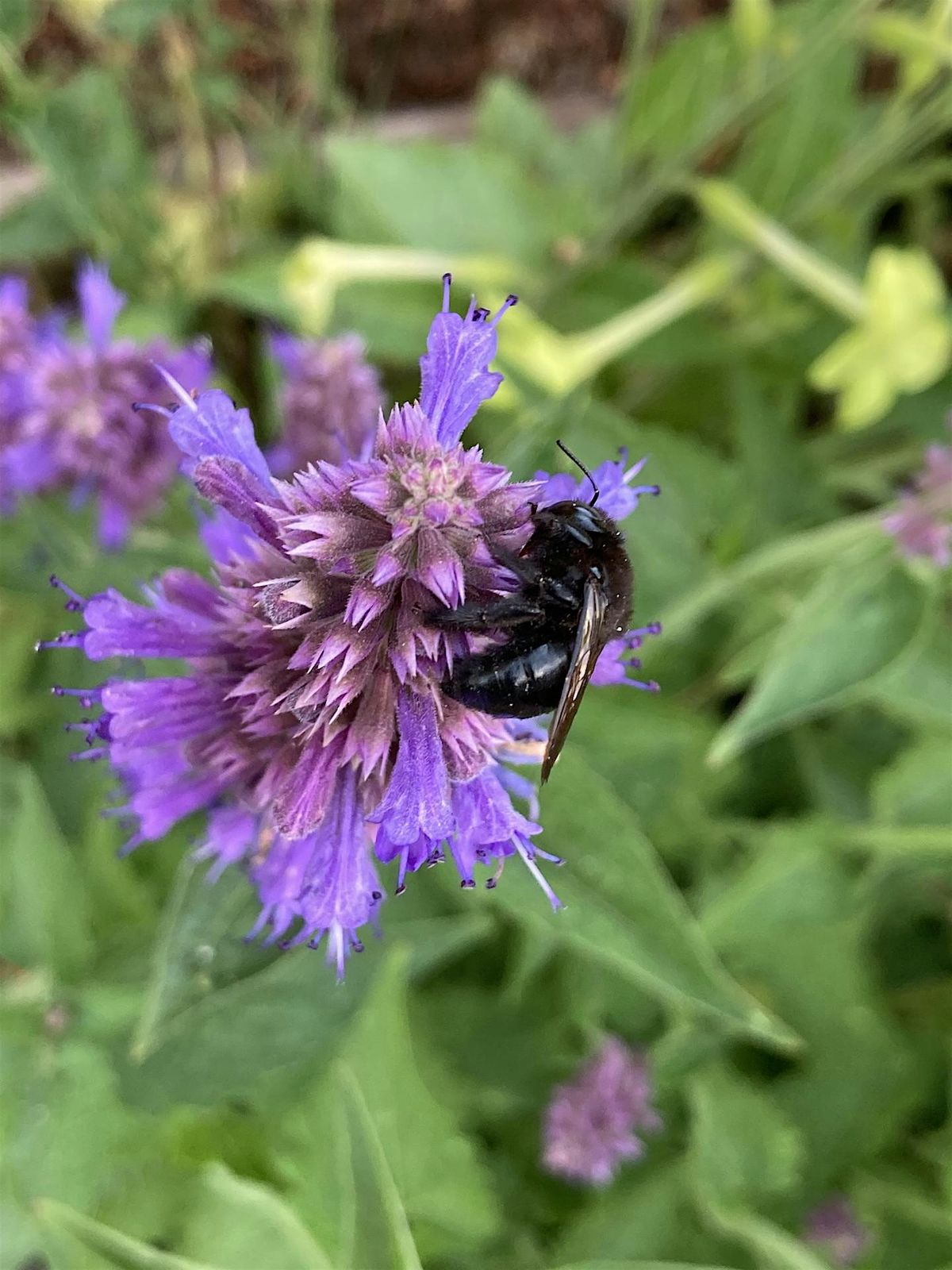 Gardening for the Good Bugs  With Suzanne Bontempo