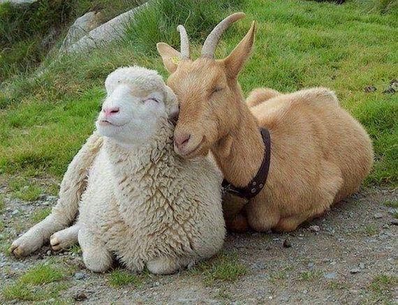 Baby Goat + Lamb Yoga - September 28 at 1:00 pm