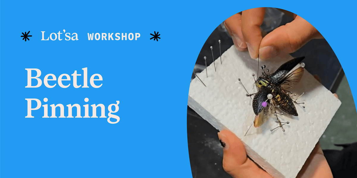Beetle Pinning