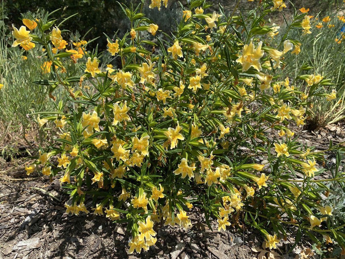 Native Plant Garden Volunteer Day at the Laguna Environmental Center