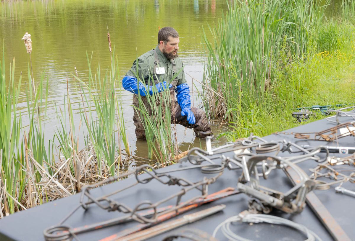Introduction to Beaver Trapping; A Multi-Season Approach - Augusta