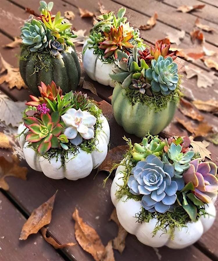 Fall Succulent Planter Workshop