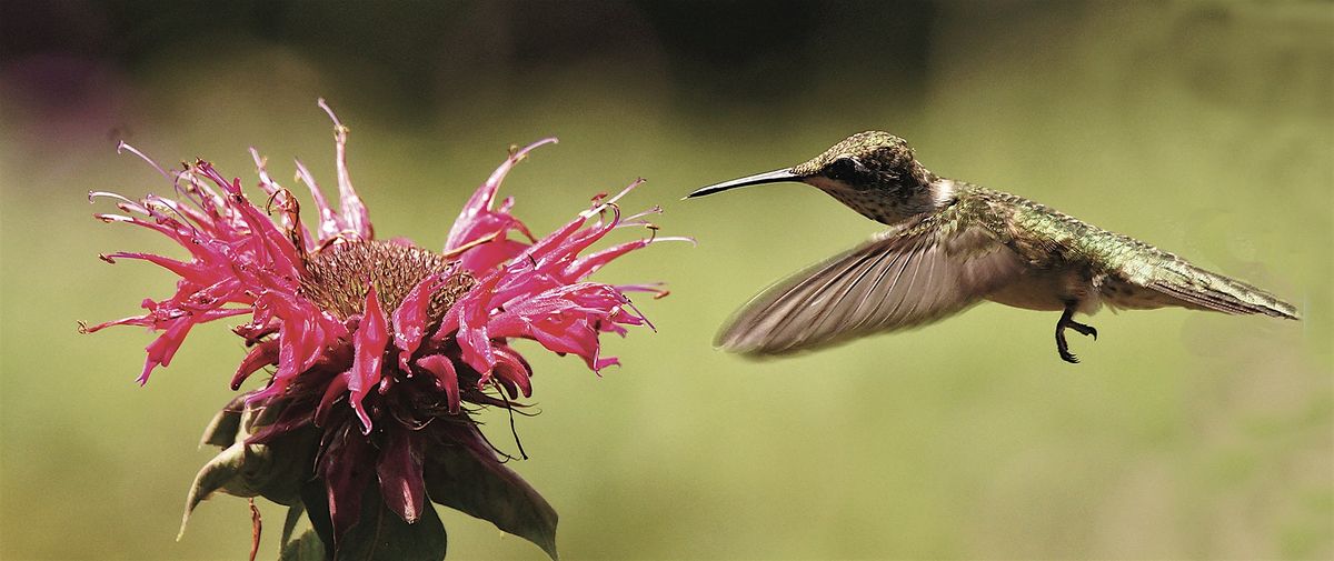 Gardening for the Birds