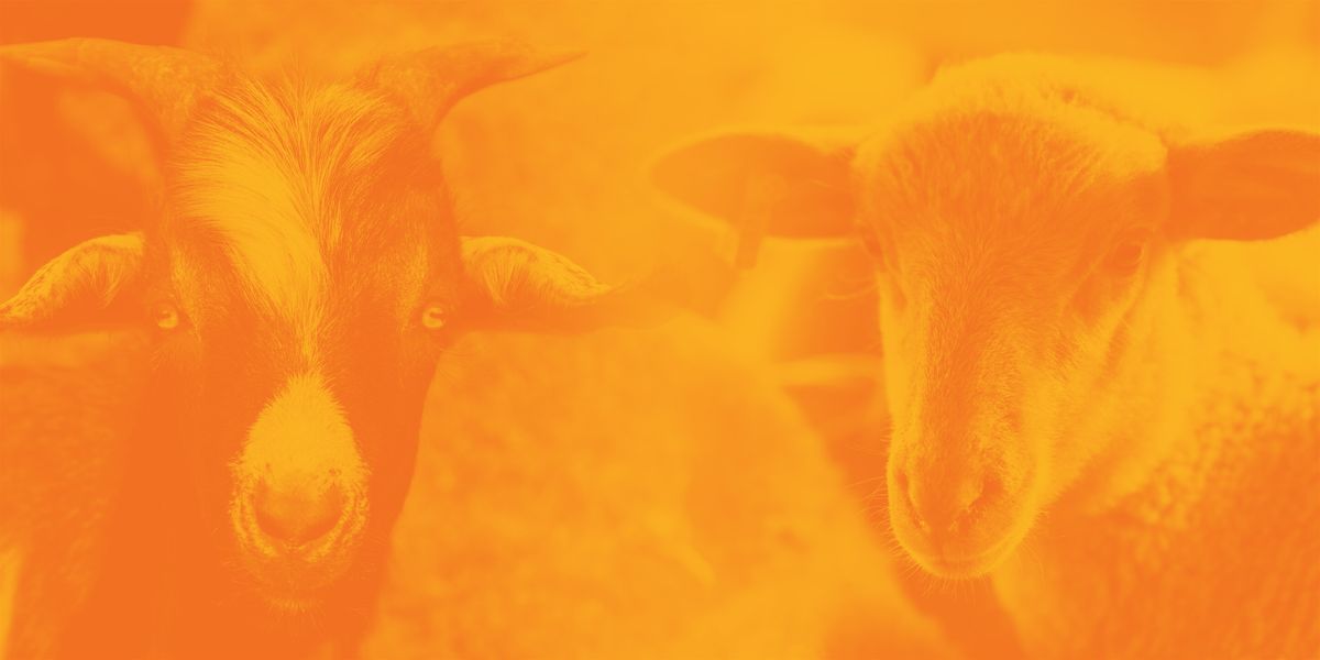 Small Ruminant Short Course and Ram\/Buck Test Sale