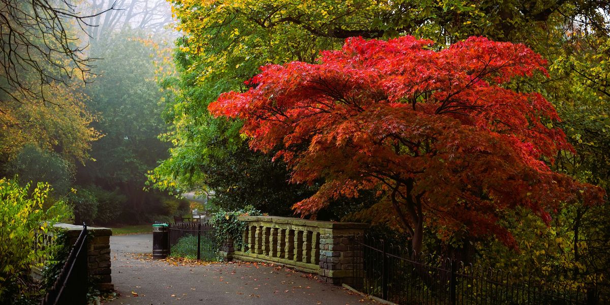 forum+ Autumn Walk