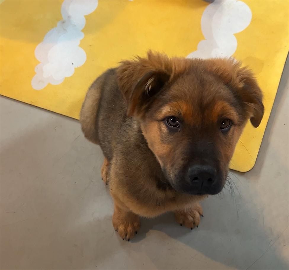 Rescue Puppy Yoga - Pet Wants Olde Town Arvada