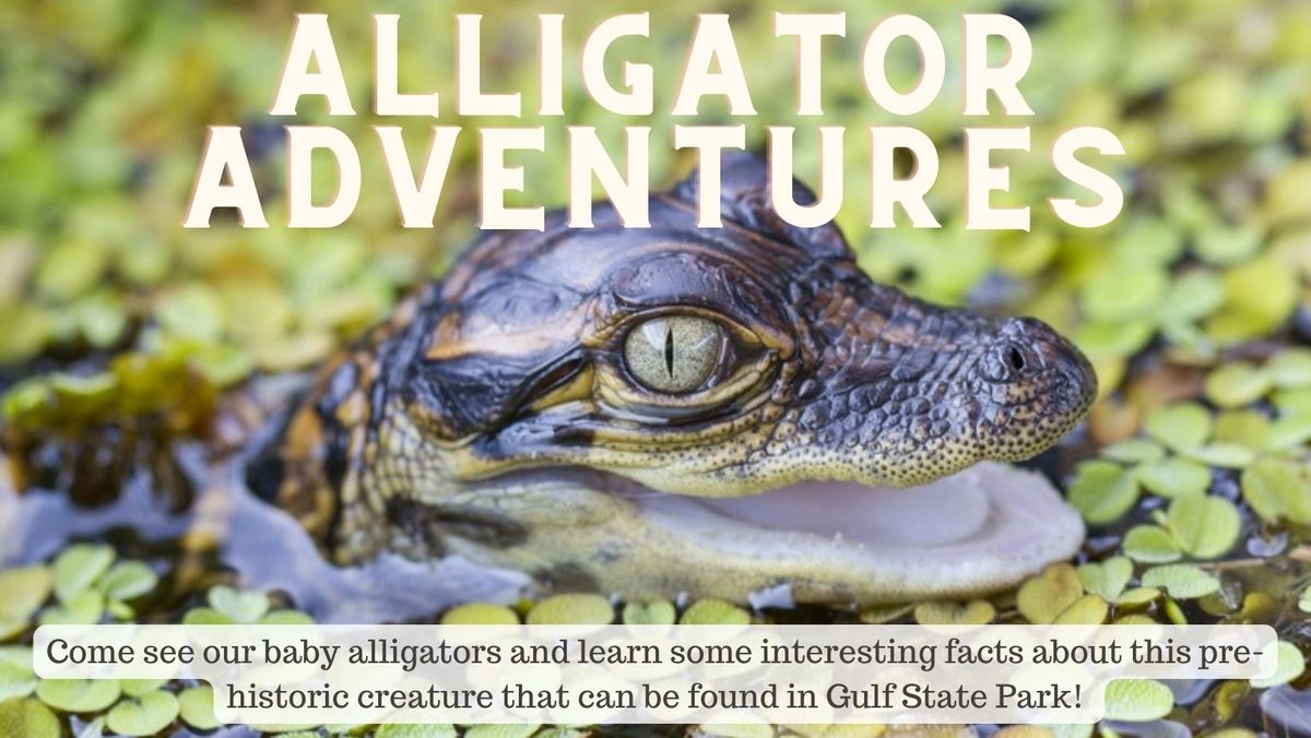 Alligator Adventures