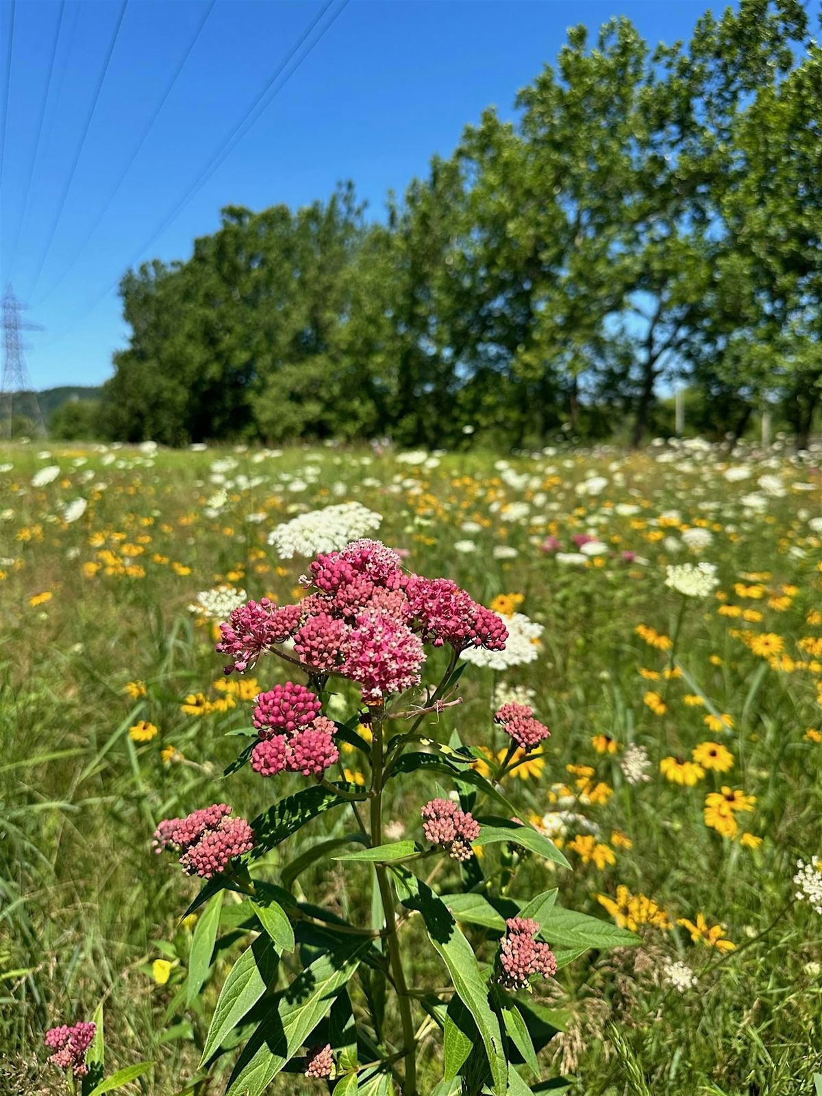 Vernal Ponds Planting Event