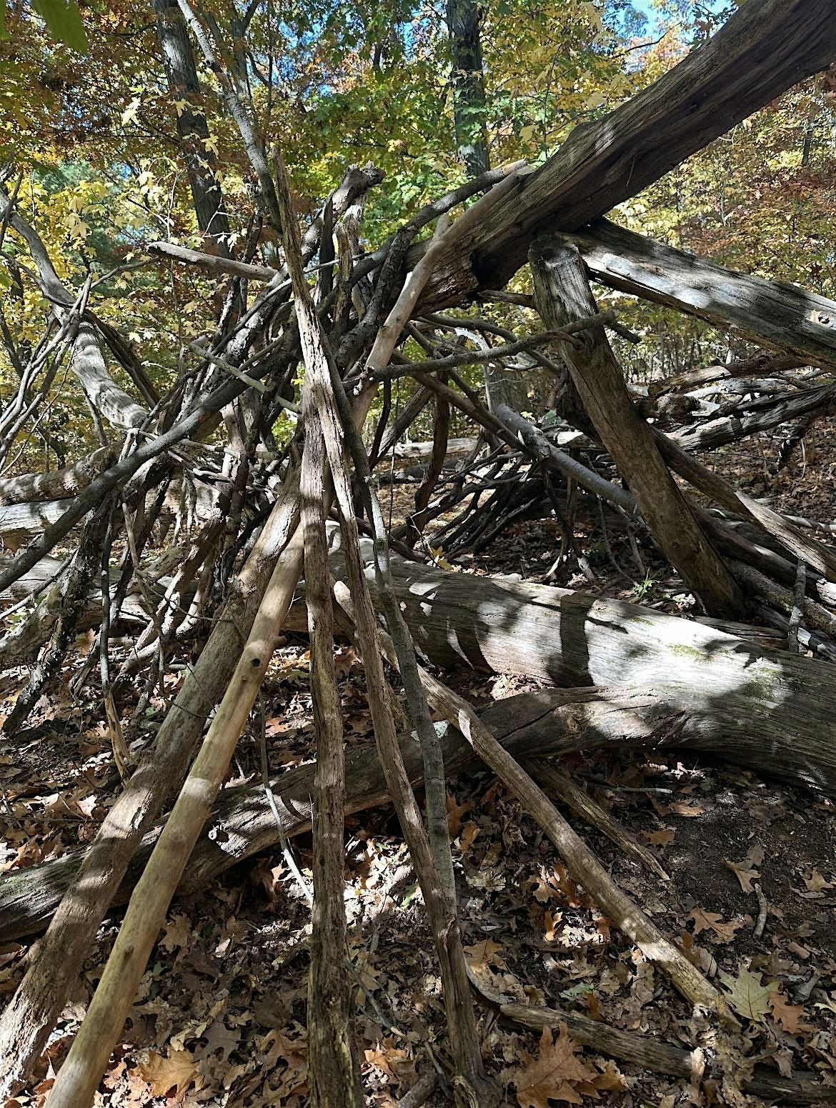 Forest School Information Session
