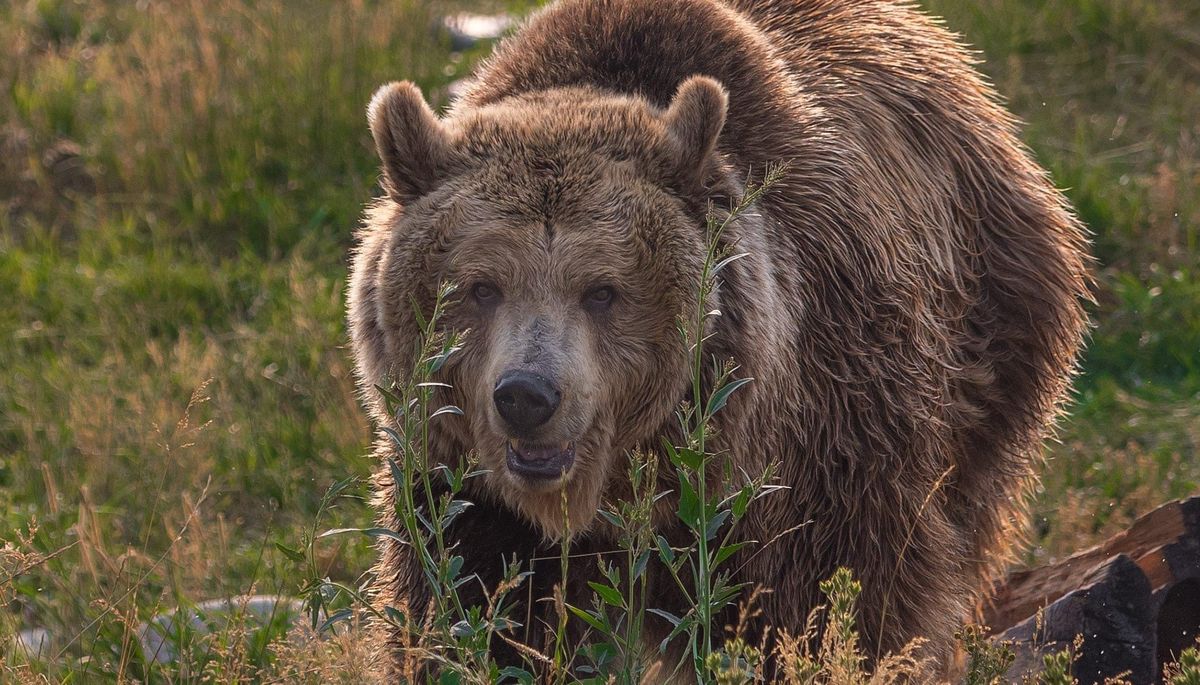 Montana Grizzly Encounter\u2019s 13th Annual Grizzly Gala