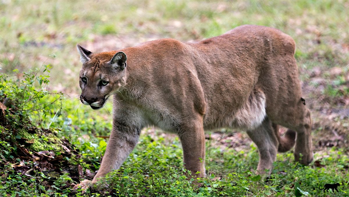 Florida's Cat Tales: The Story of our  Florida Panther