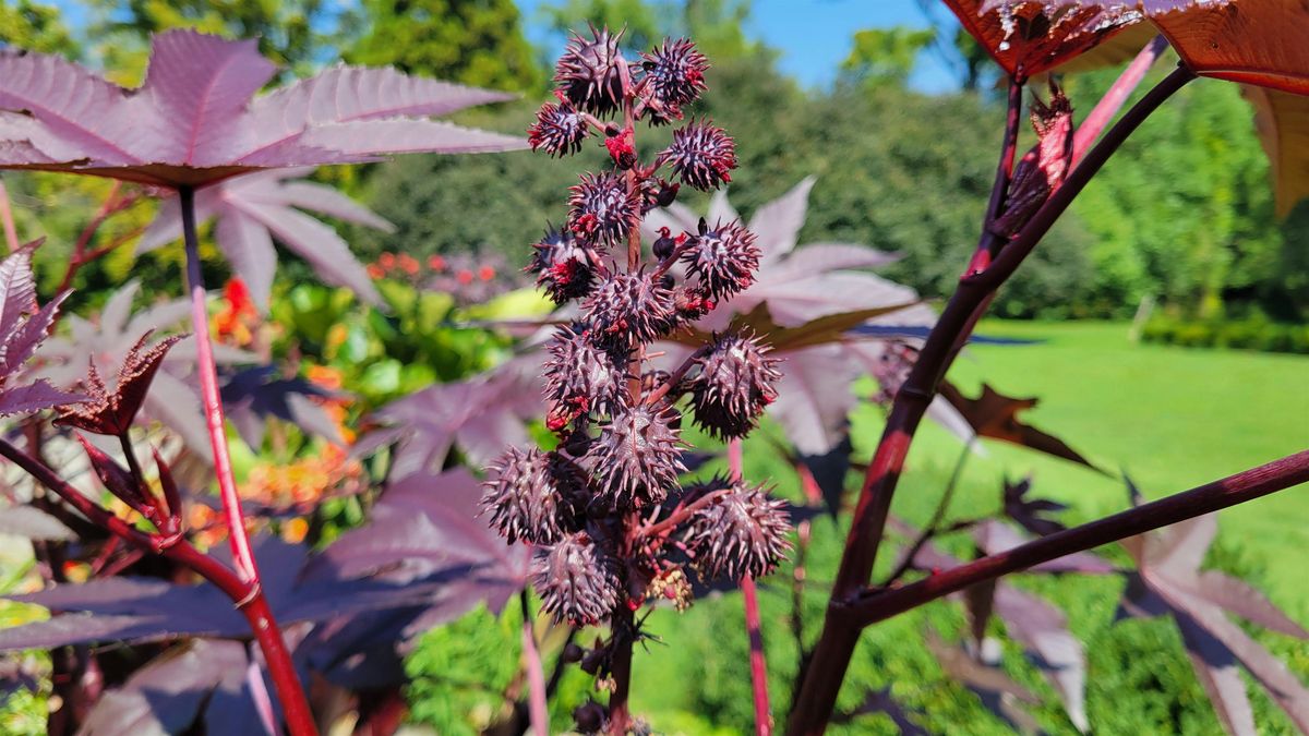 Horticulture Culture: Poised for Poison