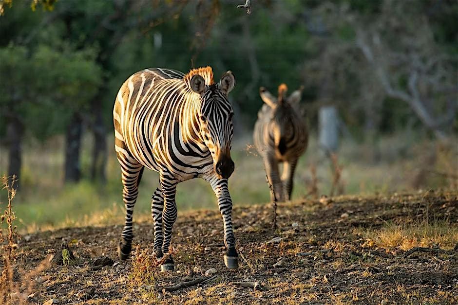 Ranch Hand for a Day: Fredericksburg Exotic Game Farm Experience!