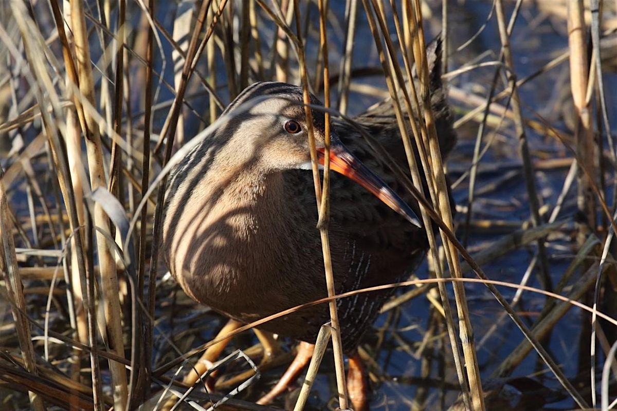 Birding Lake Merritt, and Arrowhead Marsh at High Tide