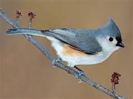 Birds Walks at Noon
