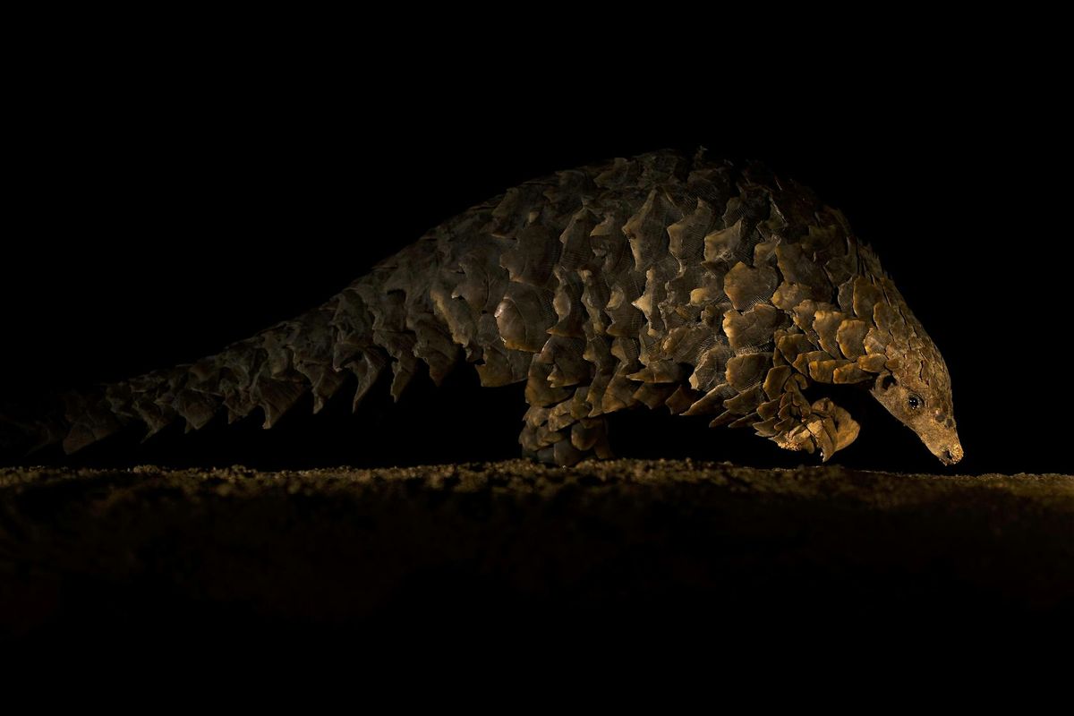10 Years of Remembering Wildlife launch - live and virtual!