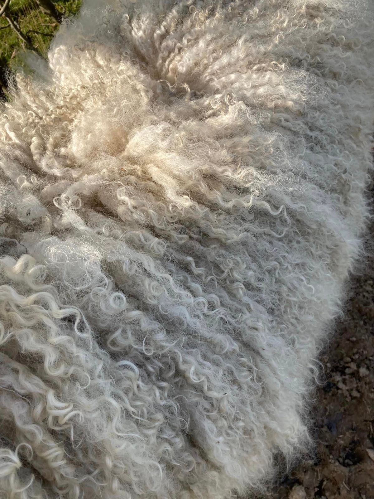 Fleece to Fibre Demonstration - St Asaph, North Wales