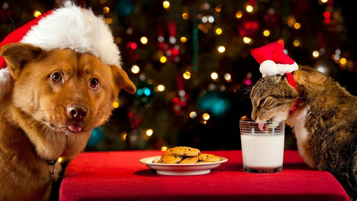 North Brookhaven Veterinary Hospital Open House Christmas Party