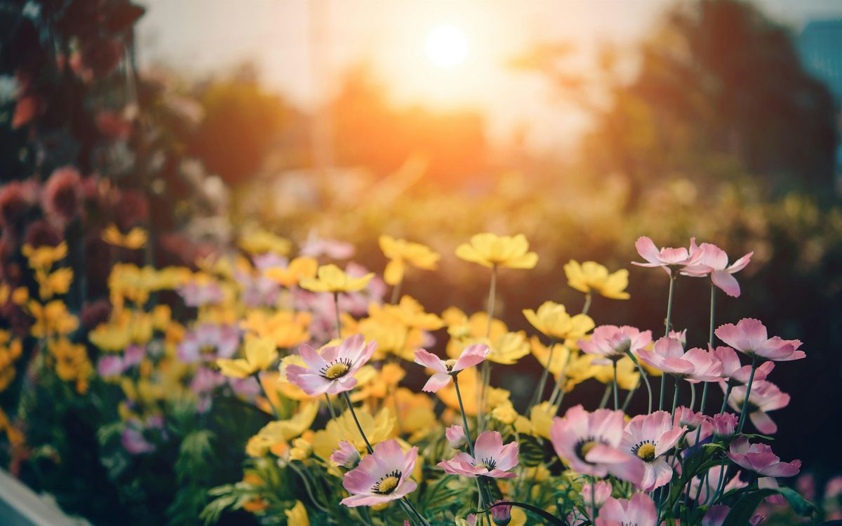 Planting A Cutting Garden and Basic Flower Arranging