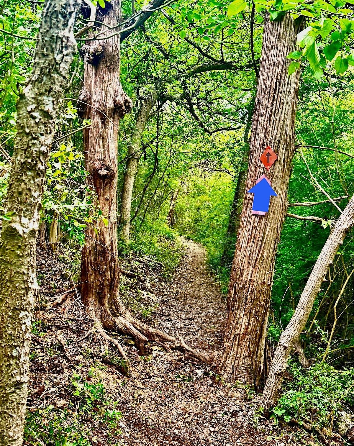 Volunteer Day at Big Cedar Wilderness 8am-11:30am