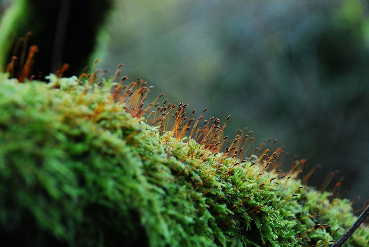 Mosses and Liverworts with Rachel Carter