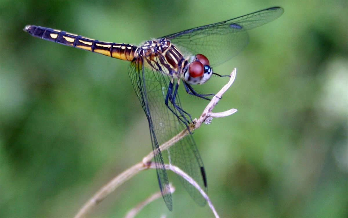 Dragonfly Discovery Walk