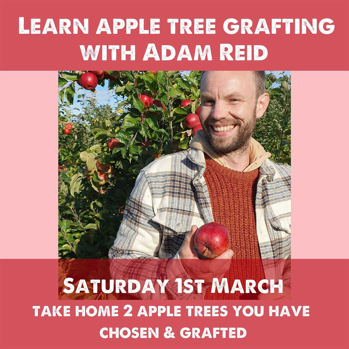 Apple Tree Grafting