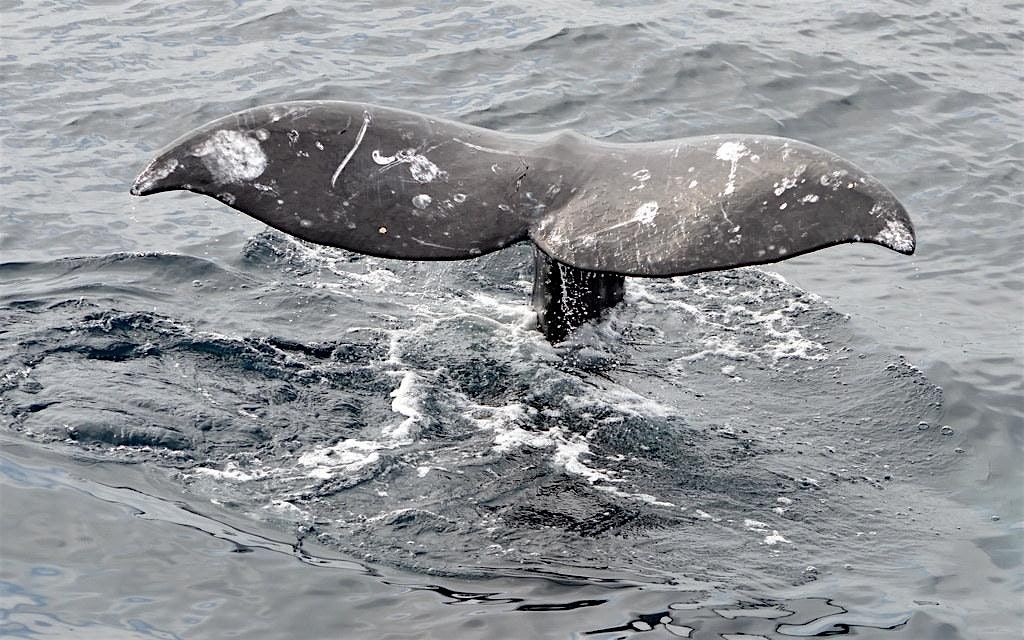 Whale Watching at Jenner Headlands Preserve