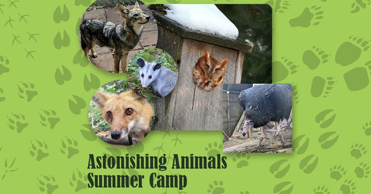 Astonishing Animals Summer Camp