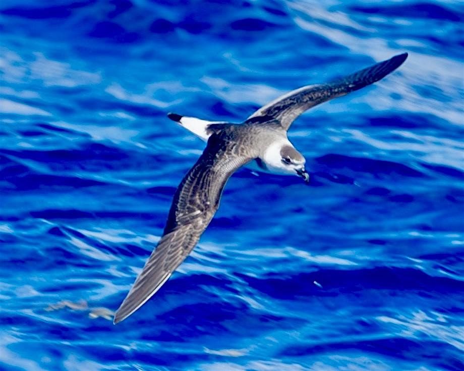 Palm Beach Pelagics 8\/23\/2025