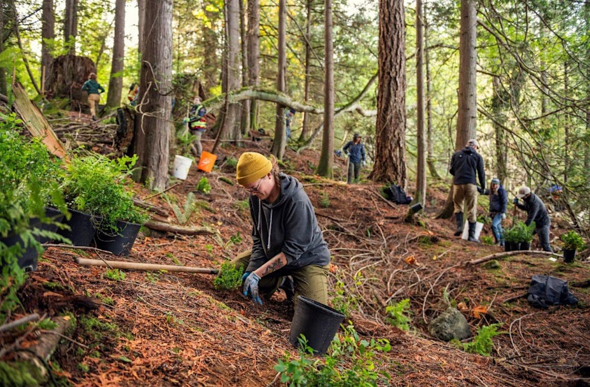 Capilano River Regional Park \u2013 Forest Resiliency Project 2026
