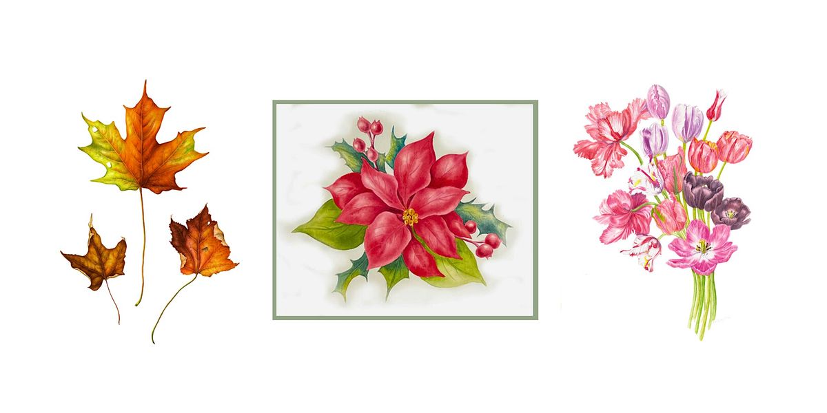 Three-Class Introduction to Botanical Art for Adult Learners