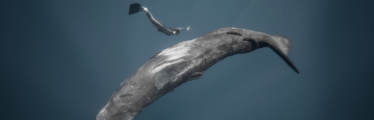 Ocean Film Festival Canada 2025 \/ Victoria