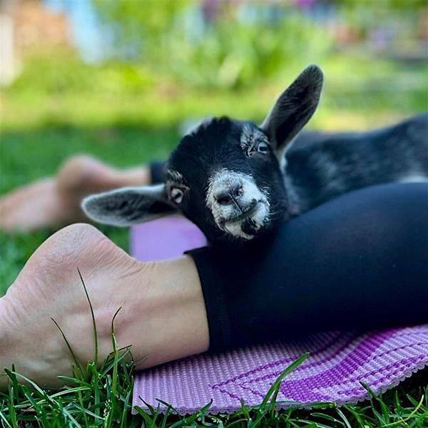 Goat Yoga with Blue Sky Farm