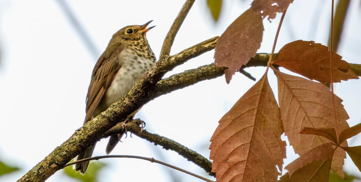 Fall Bird Walk