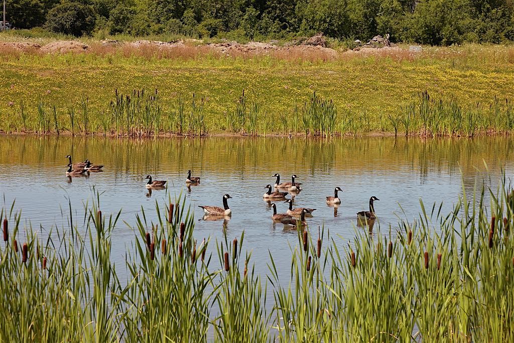 Duck, Duck, Goose: Courting Habits of Long Island Waterfowl